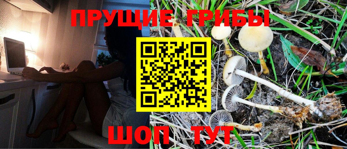 Псилоцибиновые грибы Cubensis Котовск